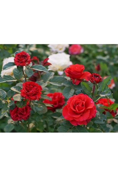 Бутони троянди Ельторро на фоні темного листя